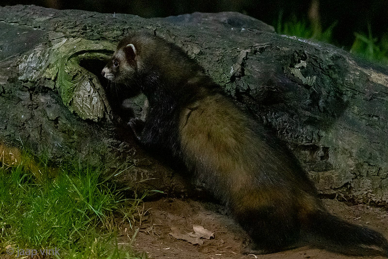 European Polecat - Bunzing - Mustela putorius