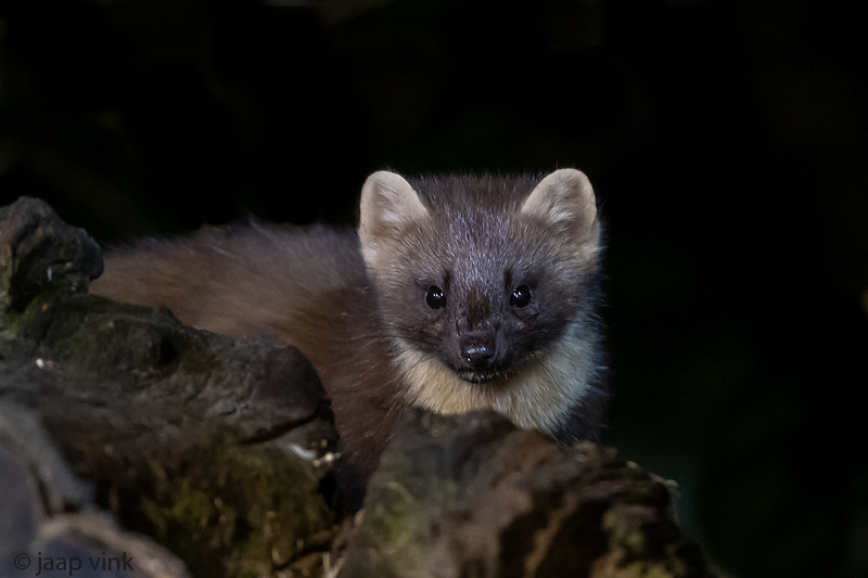 European Pine Marten - Boommarter - Martes martes