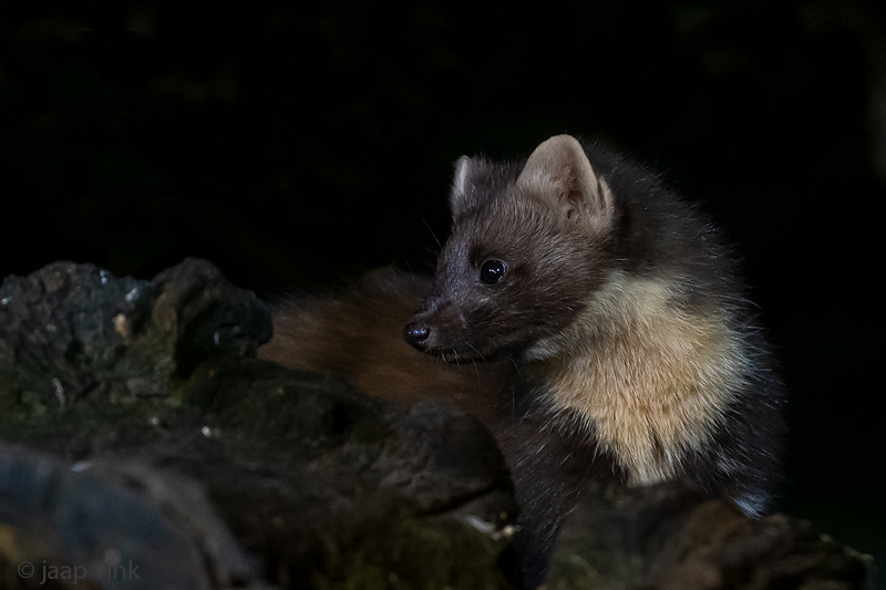 European Pine Marten - Boommarter - Martes martes