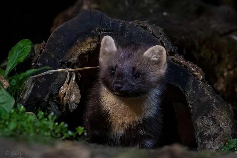 European Pine Marten - Boommarter - Martes martes