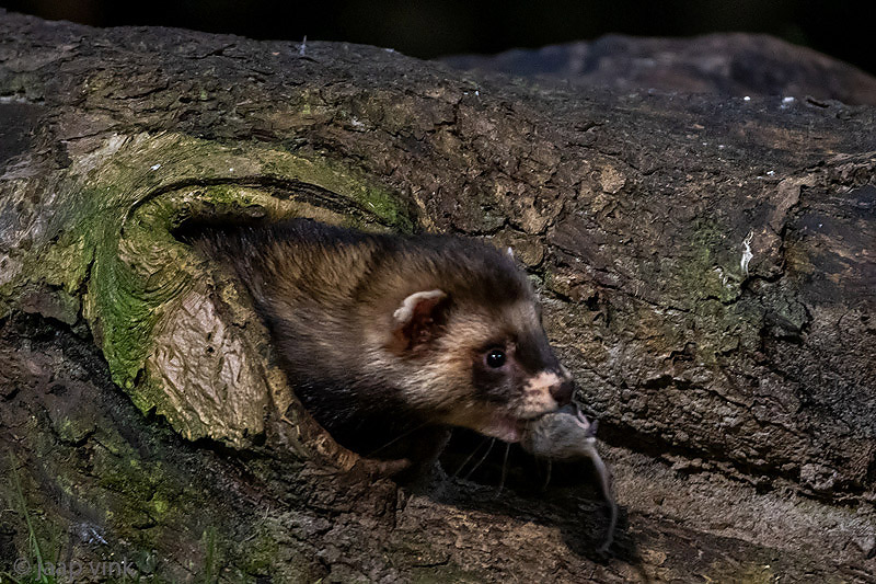 European Polecat - Bunzing - Mustela putorius