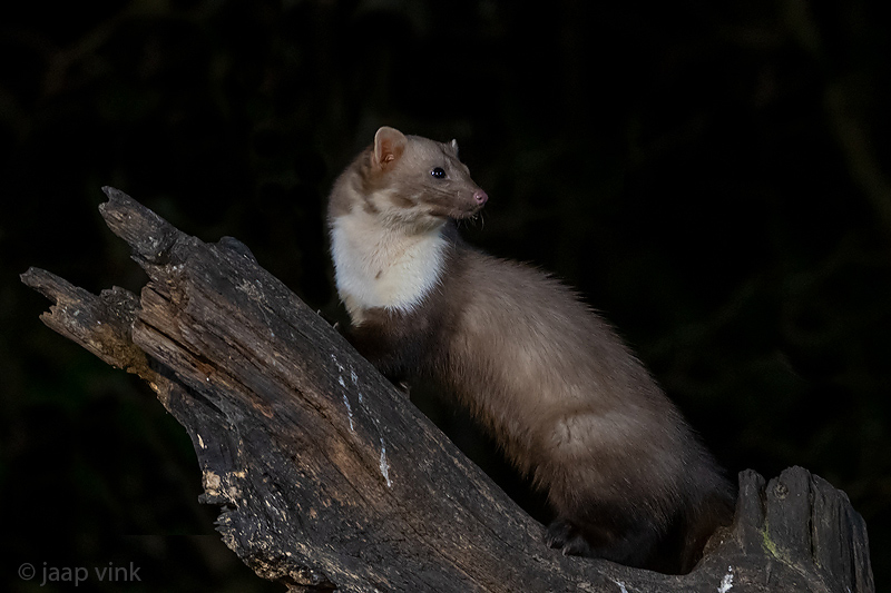 Beech Marten - Steenmarter - Martes foina