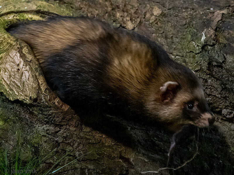 European Polecat - Bunzing - Mustela putorius