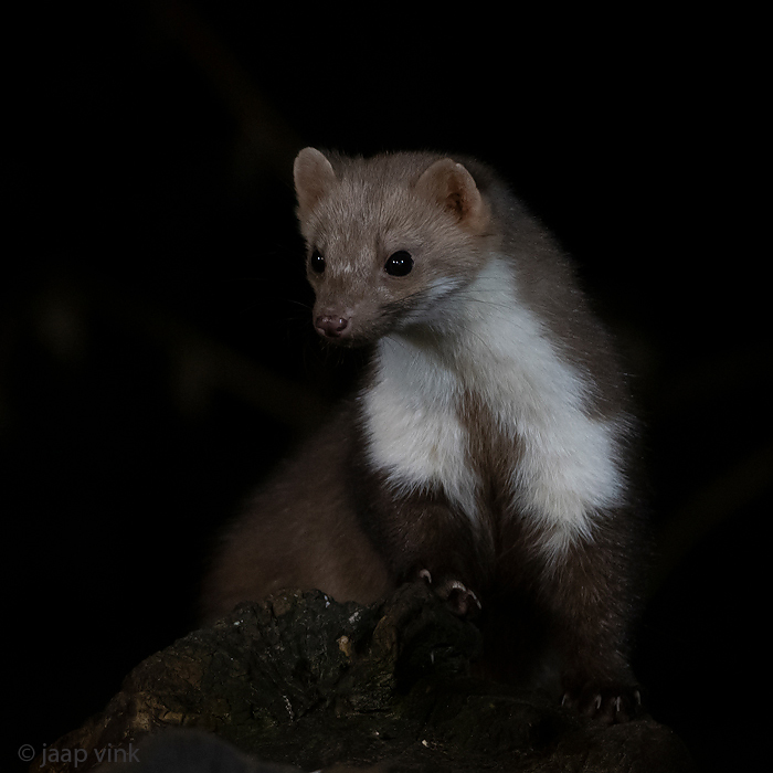 Beech Marten - Steenmarter - Martes foina