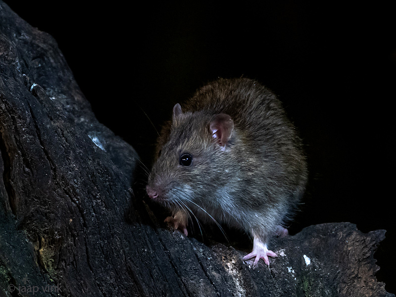 Brown Rat - Bruine Rat - Rattus norvegicus