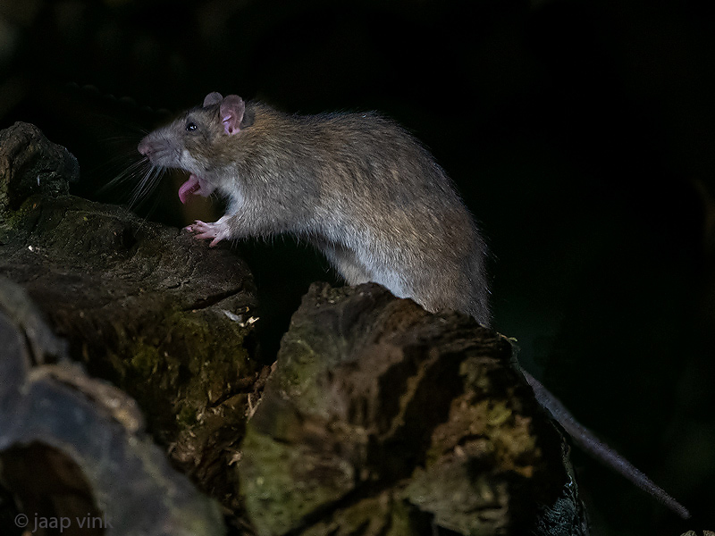 Brown Rat - Bruine Rat - Rattus norvegicus