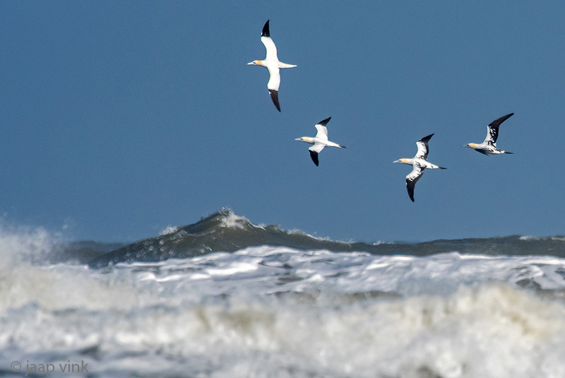 Northern Gannet - Jan-van-Gent - Morus bassanus