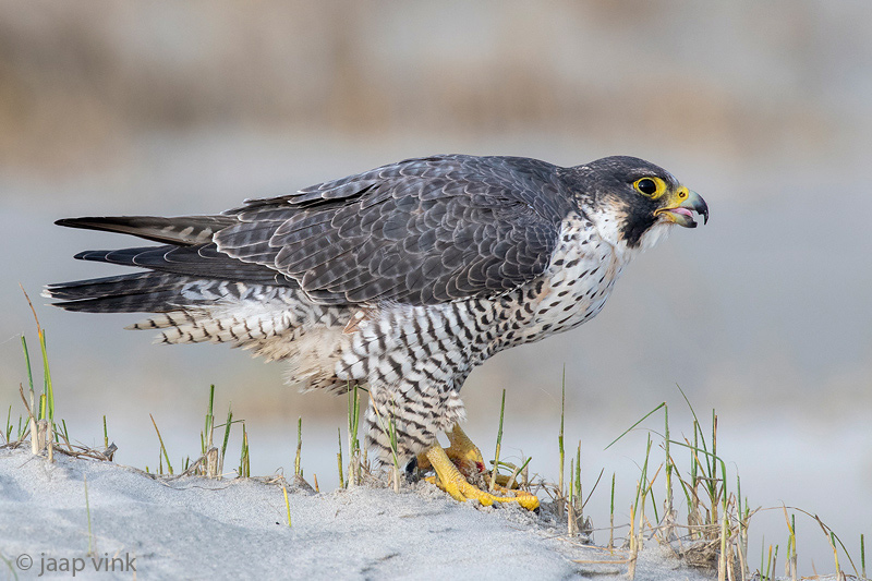 Peregrine - Slechtvalk - Falco peregrinus