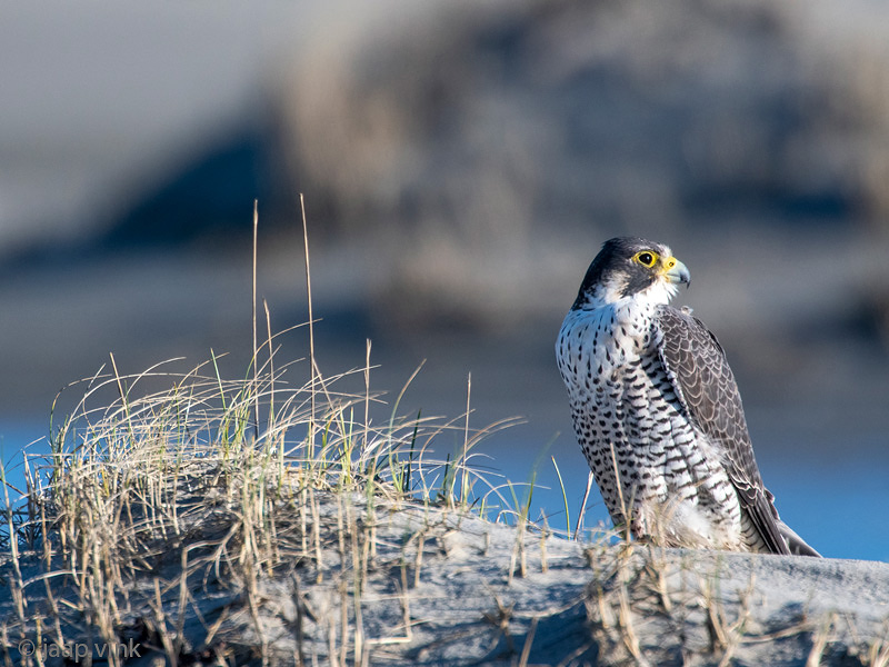 Peregrine - Slechtvalk - Falco peregrinus