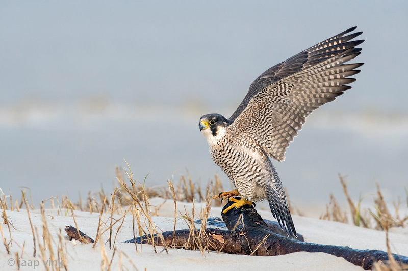 Peregrine - Slechtvalk - Falco peregrinus