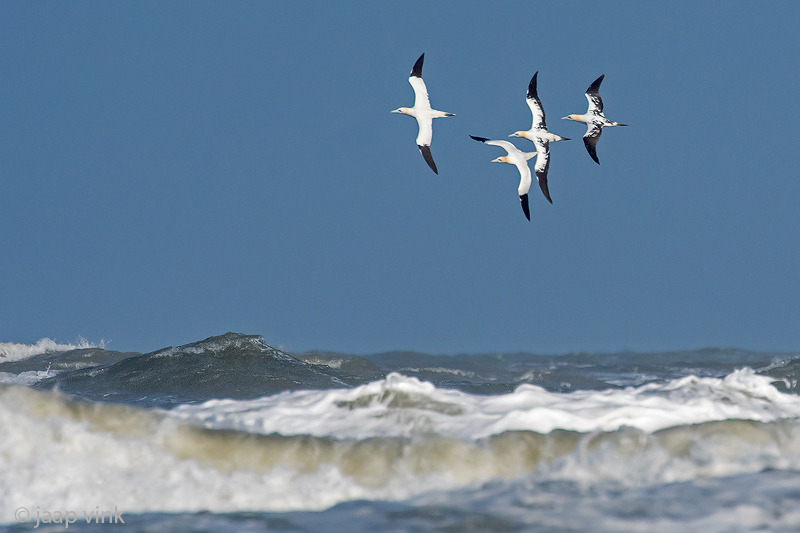 Northern Gannet - Jan-van-Gent - Morus bassanus