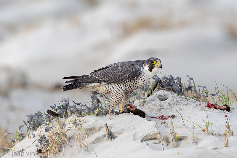 Peregrine - Slechtvalk - Falco peregrinus