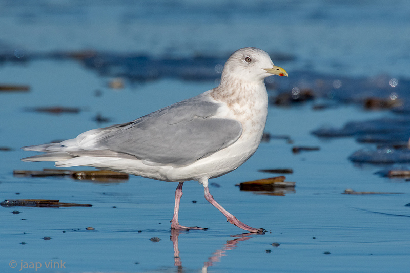Iceland Gull - Kleine Burgemeester - Larus glaucoides