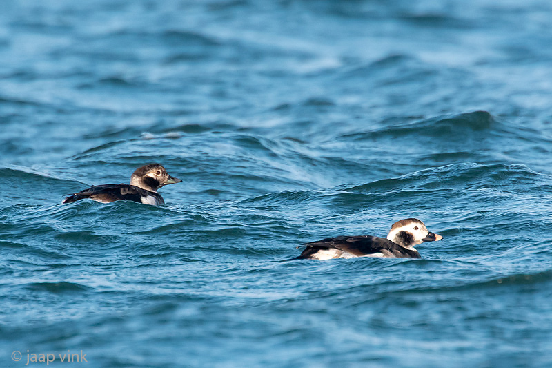 Long-tailed Duck - IJseend - Clangula hyemalis