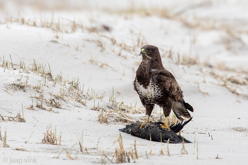 Common Buzzard - Buizerd - Buteo buteo