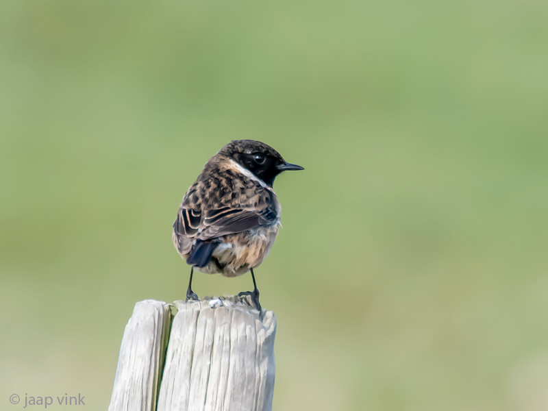 European Stonechat - Roodborsttapuit - Saxicola rubicola