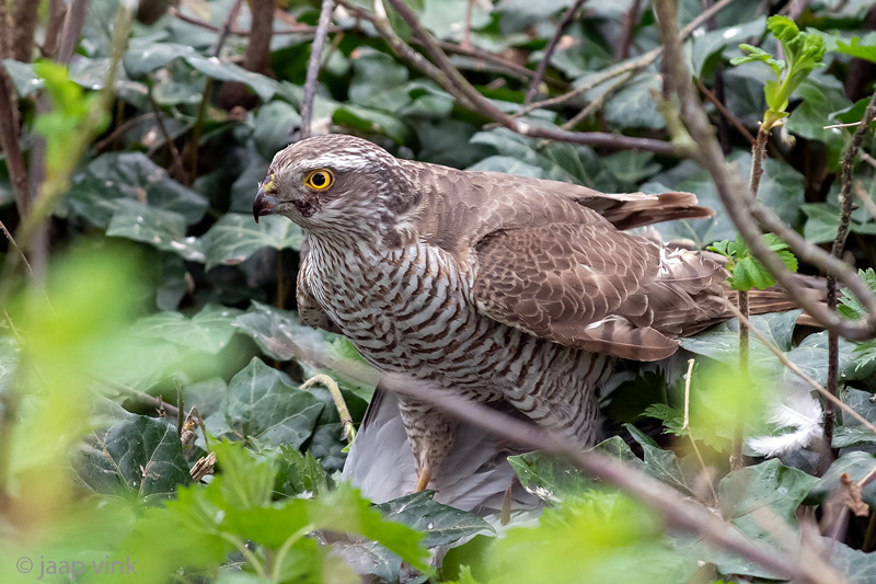 Eurasian Sparrowhawk - Sperwer - Accipiter nisus