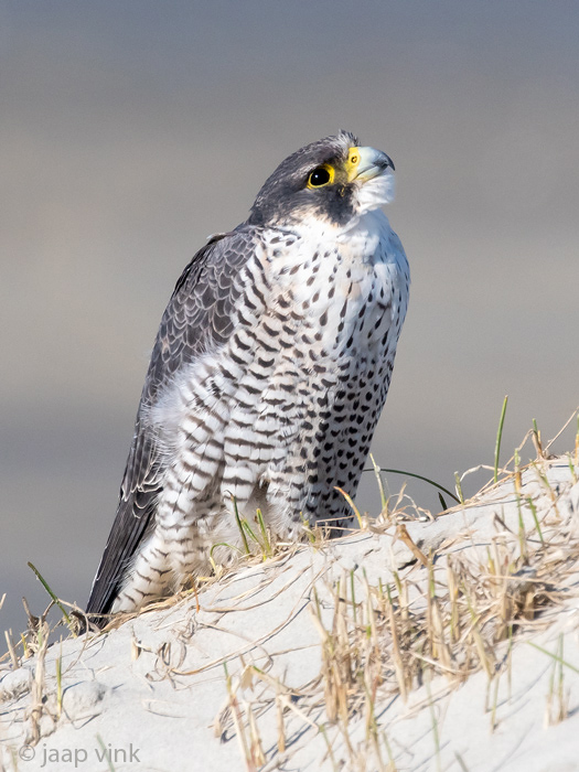 Peregrine - Slechtvalk - Falco peregrinus