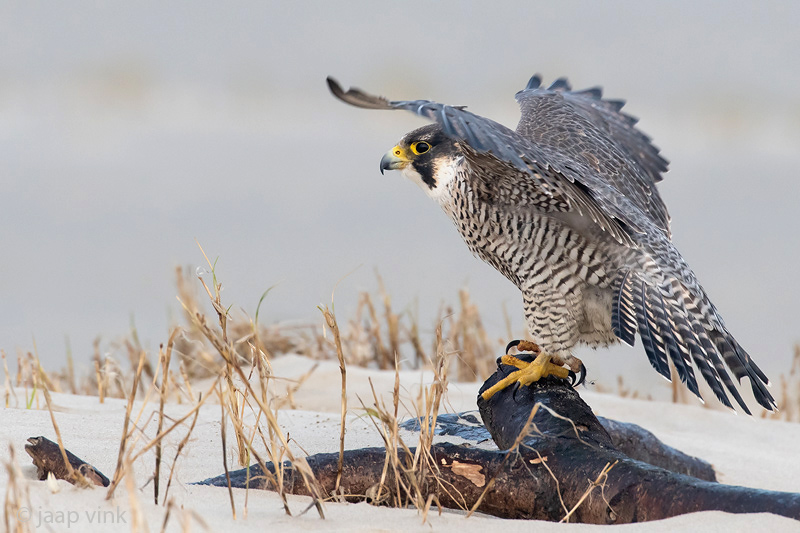 Peregrine - Slechtvalk - Falco peregrinus