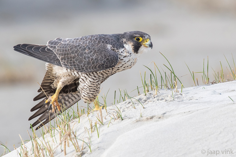 Peregrine - Slechtvalk - Falco peregrinus
