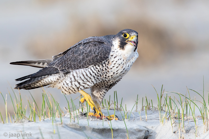 Peregrine - Slechtvalk - Falco peregrinus
