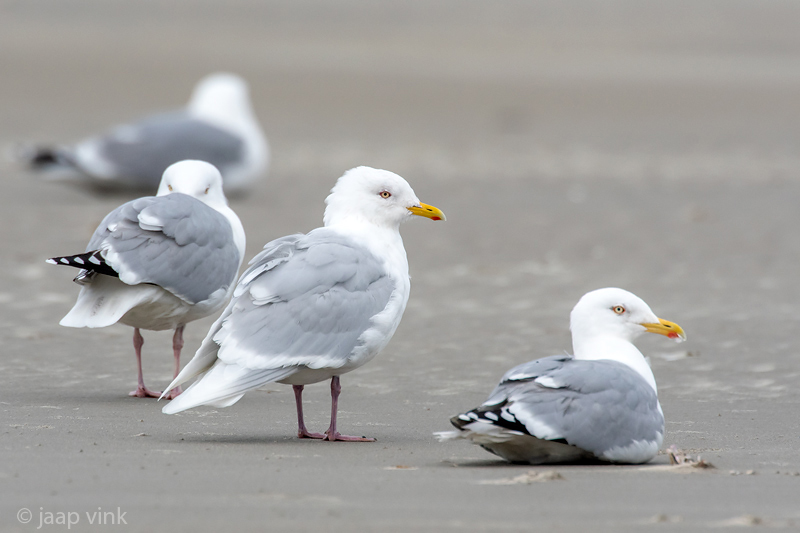 Iceland Gull - Kleine Burgemeester - Larus glaucoides