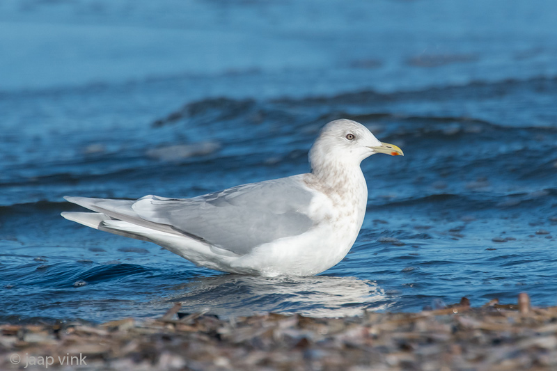 Iceland Gull - Kleine Burgemeester - Larus glaucoides