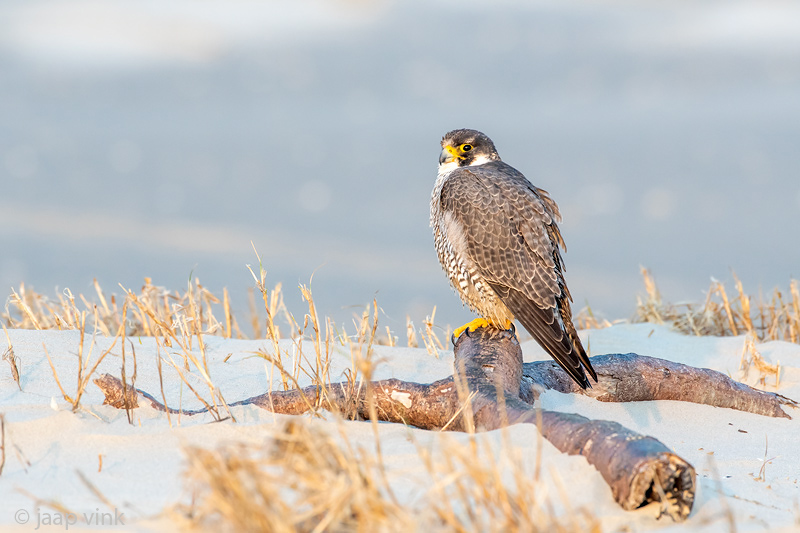 Peregrine - Slechtvalk - Falco peregrinus