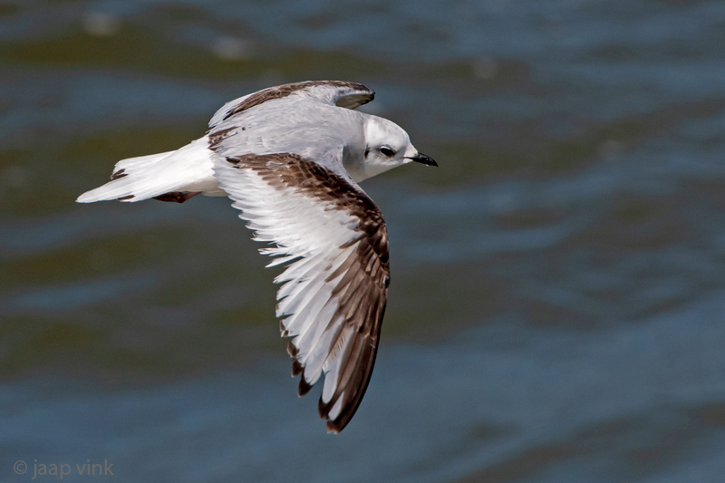 Rosss Gull - Ross Meeuw - Rhodostethia rosea