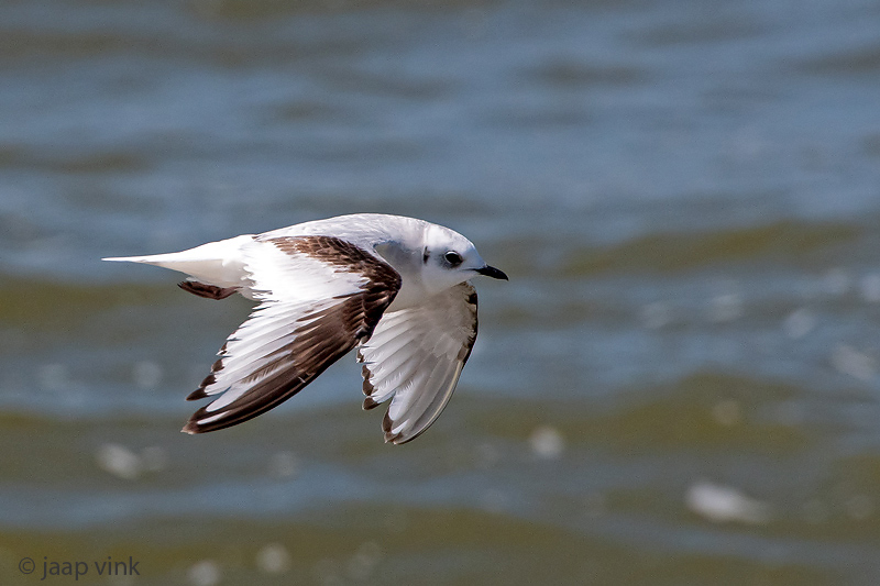 Rosss Gull - Ross Meeuw - Rhodostethia rosea