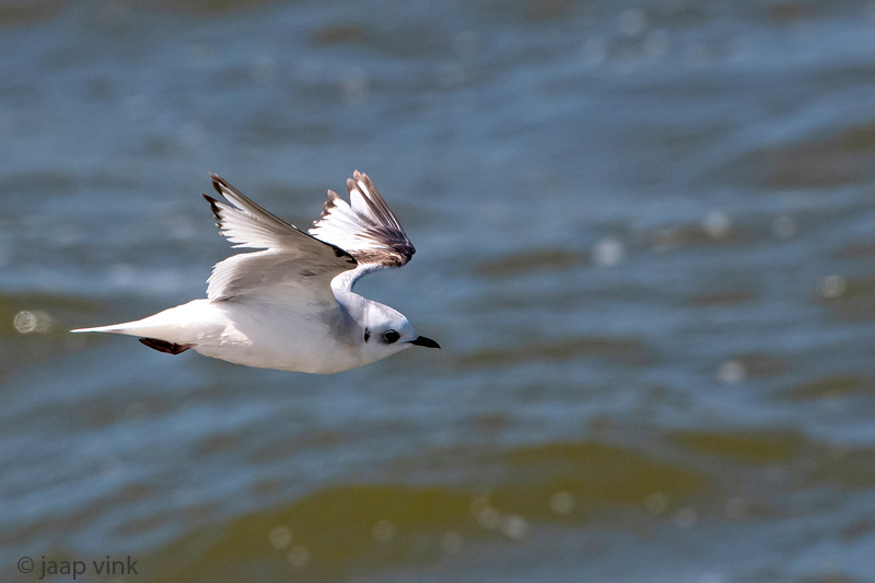 Rosss Gull - Ross Meeuw - Rhodostethia rosea