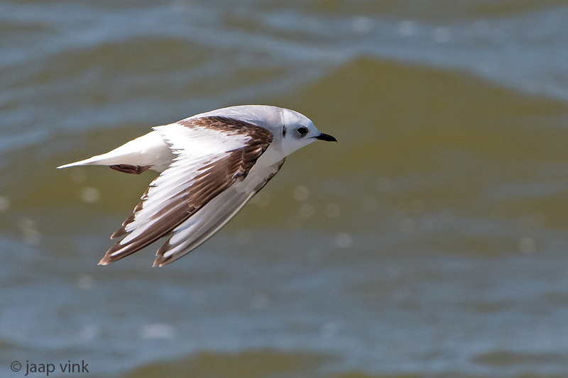 Rosss Gull - Ross Meeuw - Rhodostethia rosea