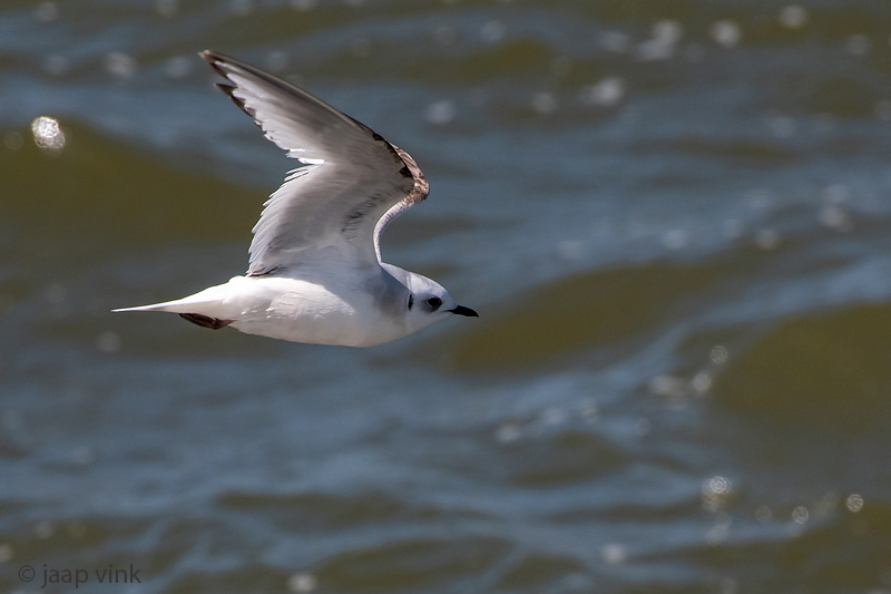 Rosss Gull - Ross Meeuw - Rhodostethia rosea