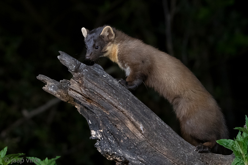 European Pine Marten - Boommarter - Martes martes