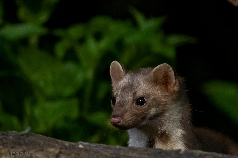 Beech Marten - Steenmarter - Martes foina