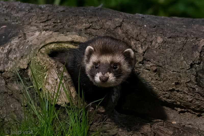 European Polecat - Bunzing - Mustela putorius
