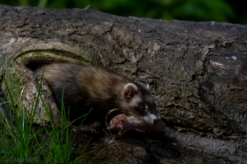 European Polecat - Bunzing - Mustela putorius