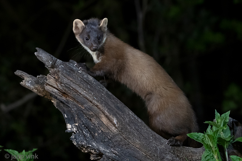 European Pine Marten - Boommarter - Martes martes