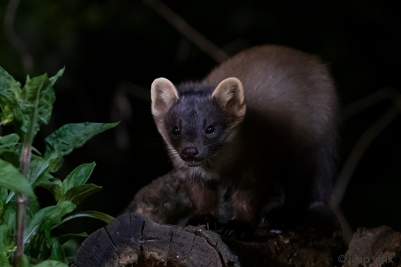 European Pine Marten - Boommarter - Martes martes