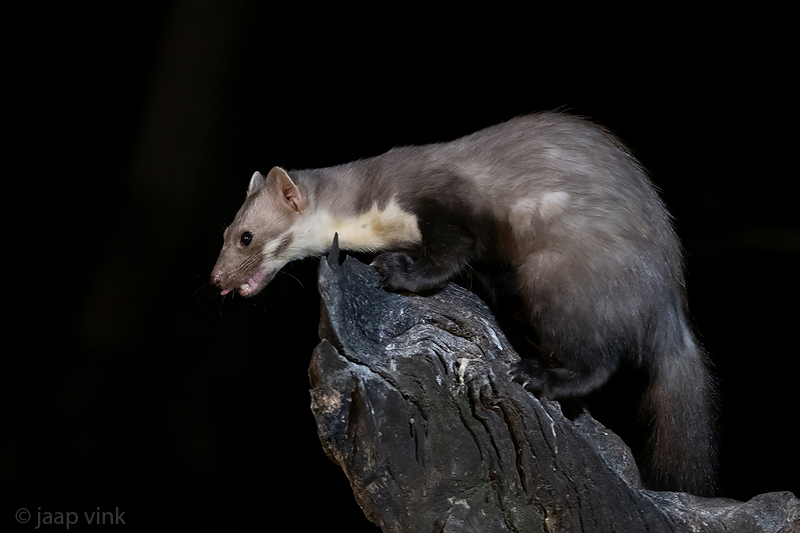 Beech Marten - Steenmarter - Martes foina