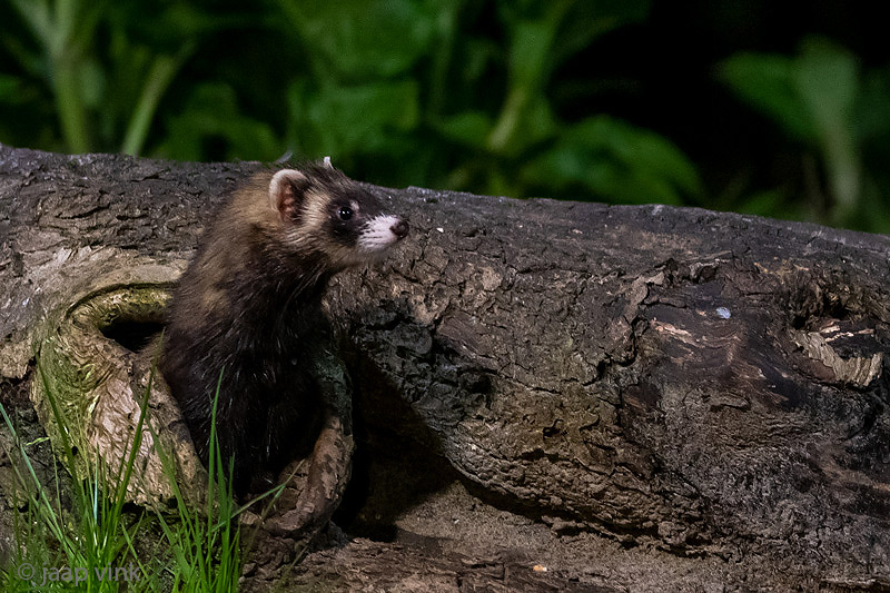 European Polecat - Bunzing - Mustela putorius