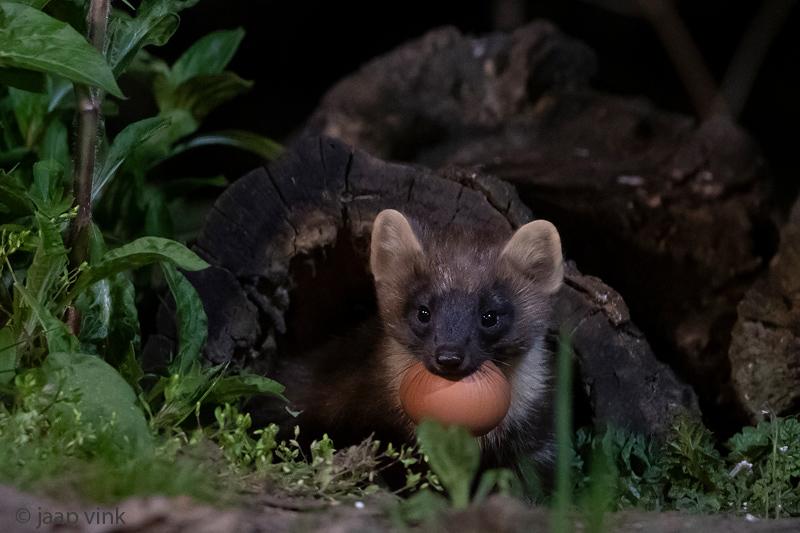 European Pine Marten - Boommarter - Martes martes