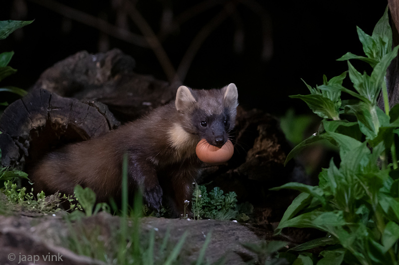 European Pine Marten - Boommarter - Martes martes