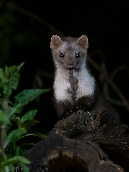Beech Marten - Steenmarter - Martes foina