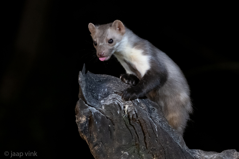 Beech Marten - Steenmarter - Martes foina