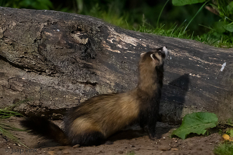 European Polecat - Bunzing - Mustela putorius