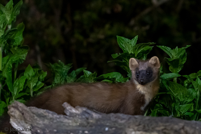 European Pine Marten - Boommarter - Martes martes