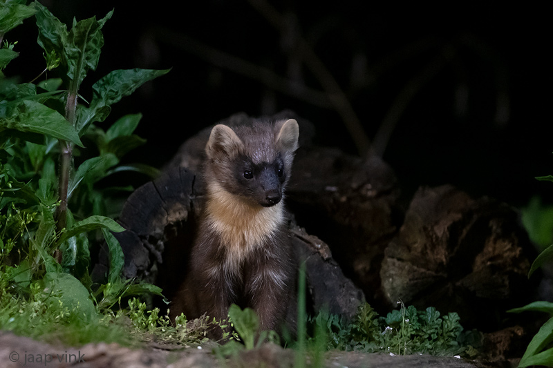European Pine Marten - Boommarter - Martes martes