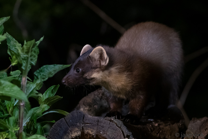 European Pine Marten - Boommarter - Martes martes