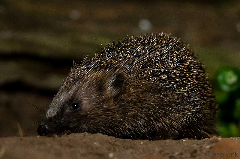 Hedgehog - Egel - Erinaceus europaeus